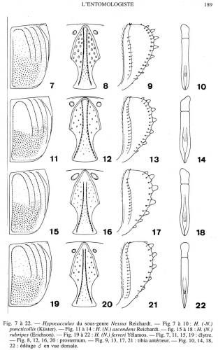 Hypocaccus divers